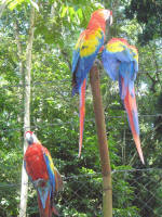 Scarlet macaws - endangered species